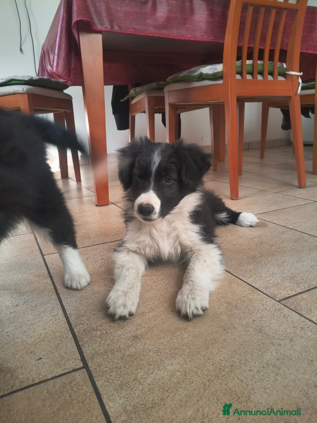 Border Collie cani in vendita: Cuccioli Border Collie  - Annuncio 2