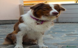 Australian Shepherd cani in vendita: Cuccioli di Pastore Australiano  - Immagine 7
