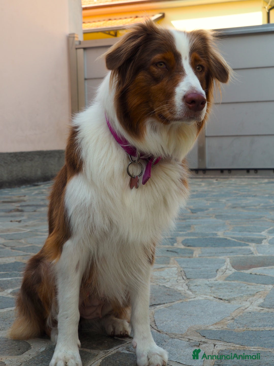Australian Shepherd cani in vendita: Cuccioli di Pastore Australiano  - Immagine 7