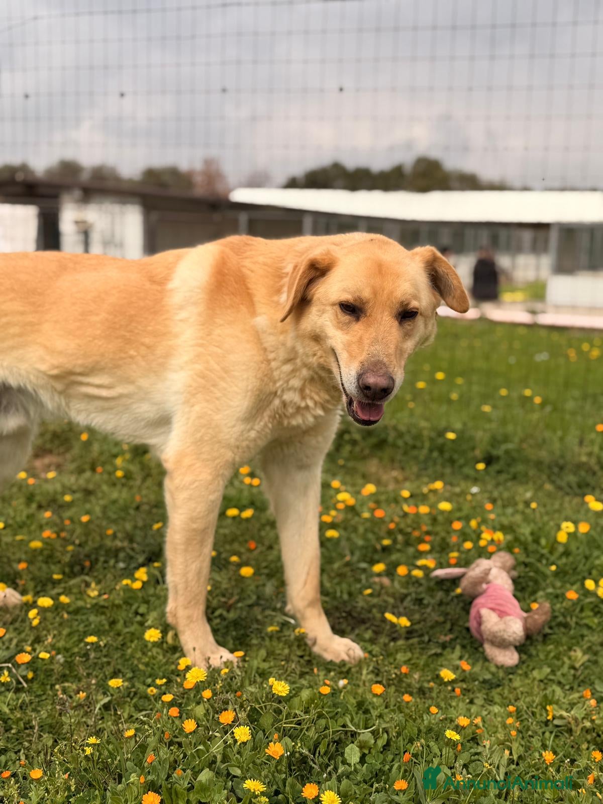 Meticcio cani Ciabatta - Annuncio 40