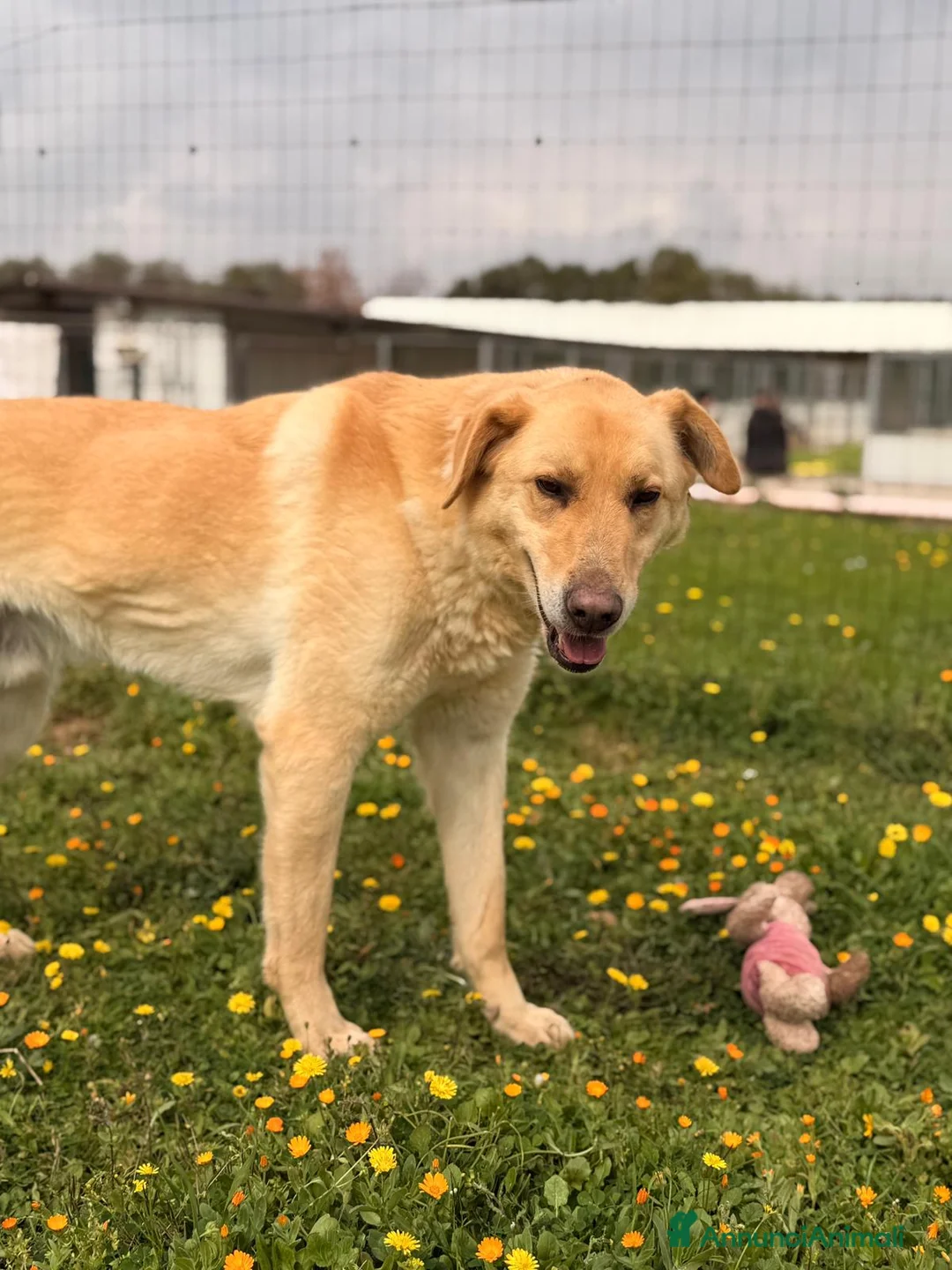 Meticcio cani in regalo: Ciabatta - Annuncio 1