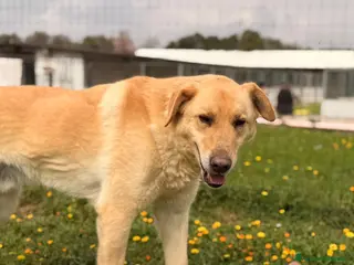 Meticcio cani Ciabatta - Annuncio 40