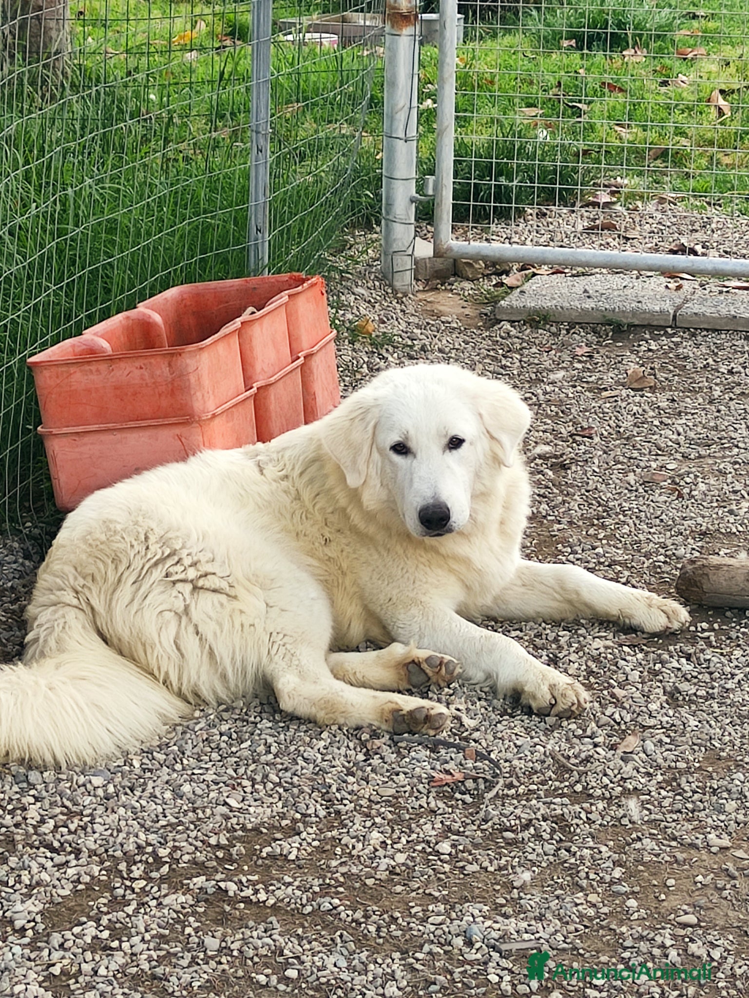 Pastore Maremmano cani  PASTORE ABRUZZESE MAREMMANO alta genealogia - Annuncio 1