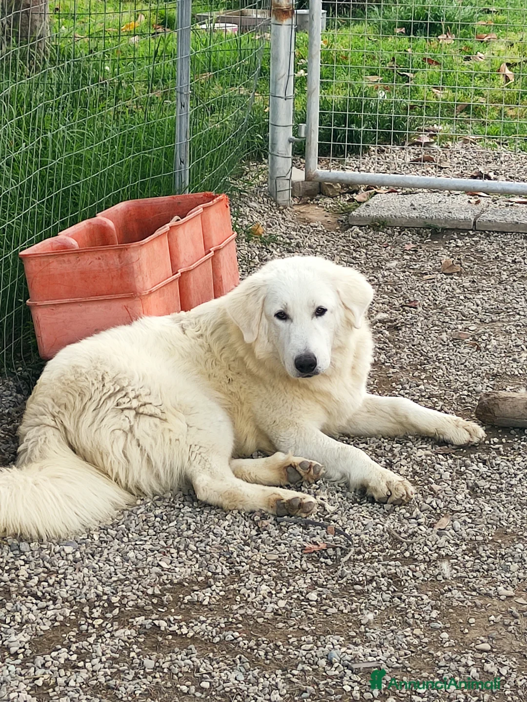 Pastore Maremmano cani in vendita:  PASTORE ABRUZZESE MAREMMANO alta genealogia a Provincia di Ravenna - Annuncio 1