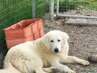 Pastore Abbruzzese Maremmano cani in vendita: PASTORE ABRUZZESE MAREMMANO alta genealogia - Annuncio 2