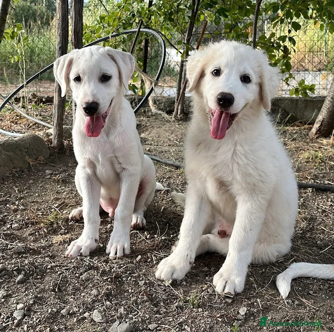 Pastore Maremmano cani in regalo: 3 cuccioli meravigliosi 3 mesi taglia medio grand - Annuncio 4