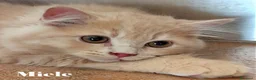 Persiano gatti in vendita: Cuccioli Persiani Doll Face a Provincia di Lucca - Annuncio 4