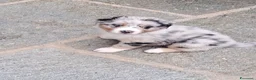 Australian Shepherd cani in vendita: Cucciola  casalinga  a Provincia di Bergamo - Annuncio 4