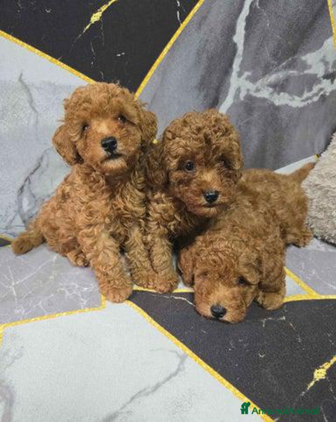 Barboncino Toy cani in vendita: Tre adorabili cuccioli di barboncino toy rossi - Annuncio 5