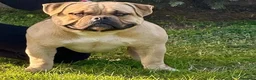American Bully cani in vendita: American bully - Annuncio 1