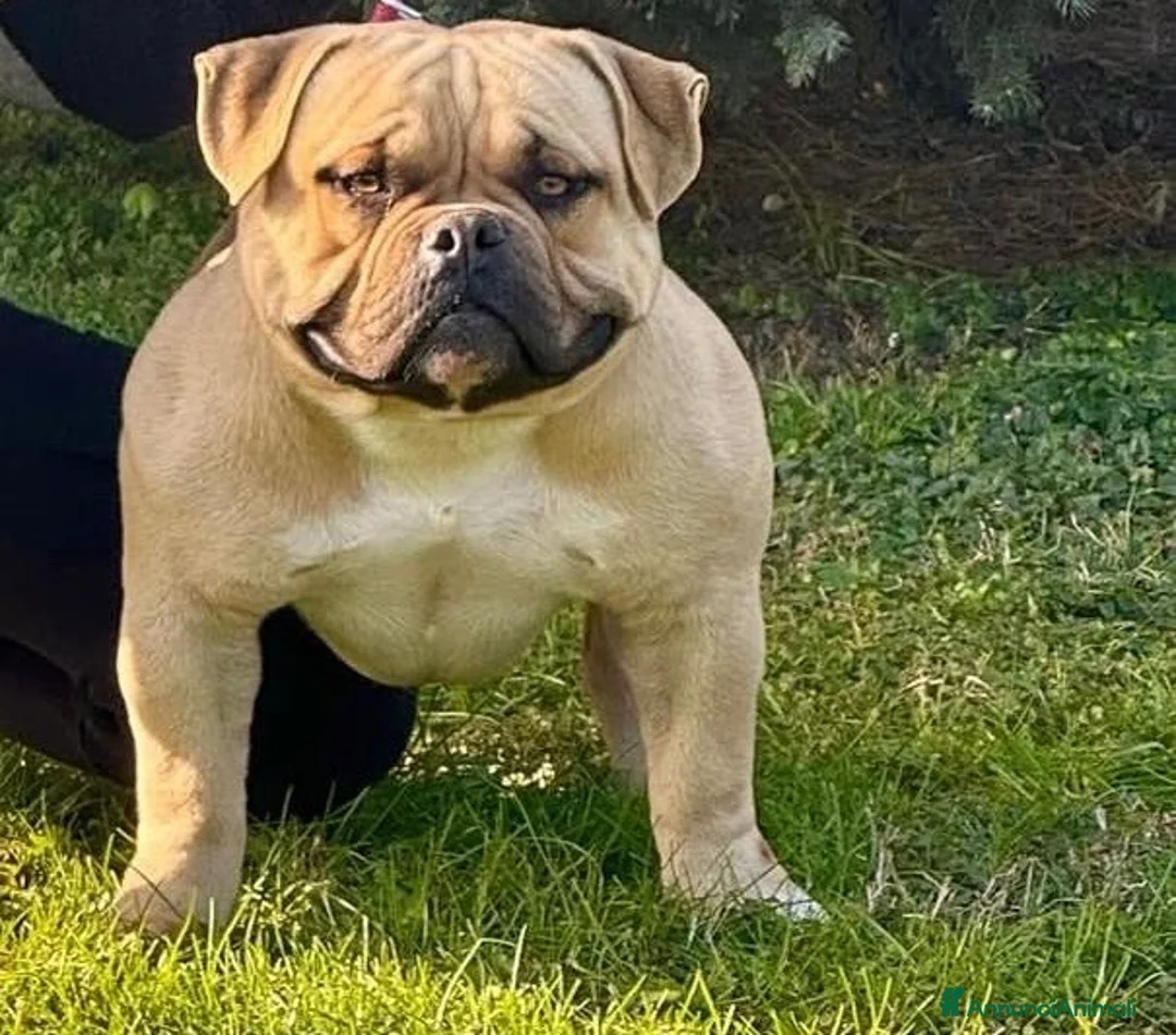 American Bully cani in vendita: American bully - Annuncio 1