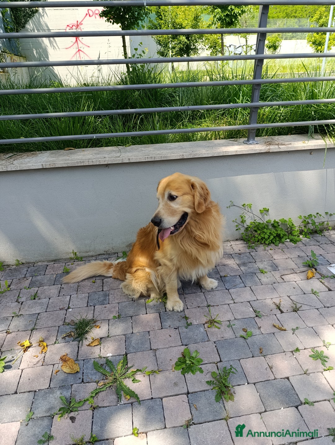 Golden Retriever cani per accoppiamento: Golden retriever maschio per accoppiamento  a Città metropolitana di Roma Capitale - Immagine 5