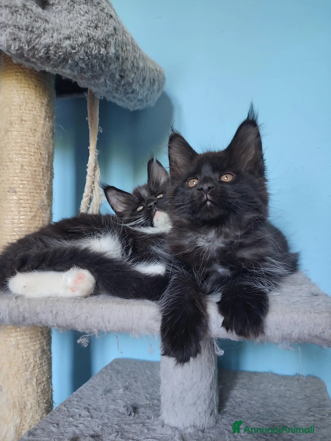 Maine Coon gatti in vendita: Meravigliose sorelline Maine Coon disponibili - Annuncio 1