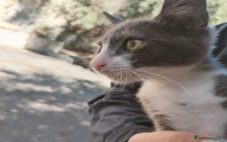 Altre razze gatti in regalo: Nemo, gattino sogna casa - Immagine 4