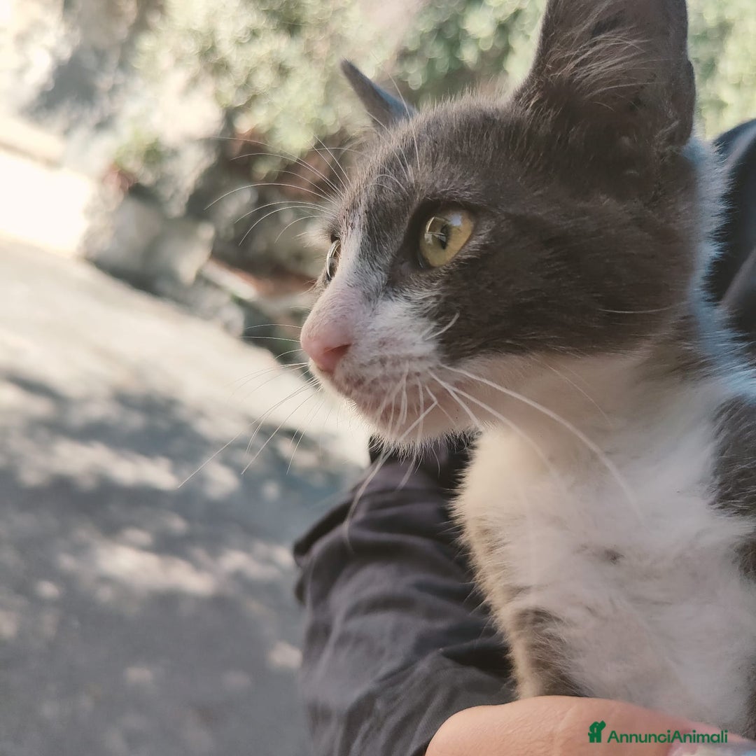 Altre razze gatti in regalo: Nemo, gattino sogna casa - Immagine 4