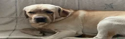 Labrador cani per accoppiamento: Labrador maschio per accoppiamento a Provincia del Verbano-Cusio-Ossola - Annuncio 3