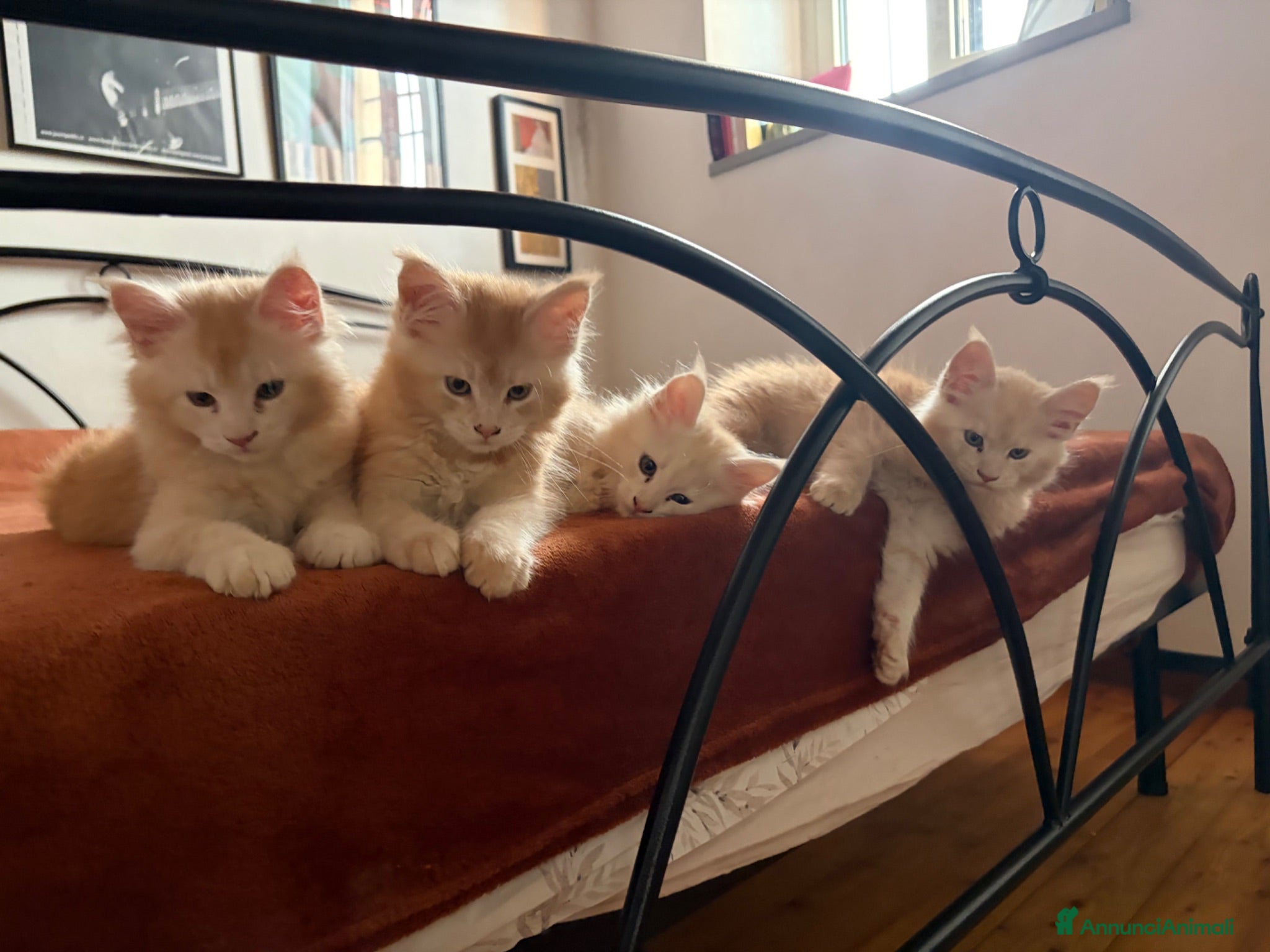 Maine Coon gatti Cuccioli Maine Coon con Pedigree ANFI - Annuncio 5