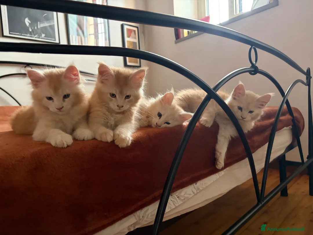 Maine Coon gatti in vendita: Cuccioli Maine Coon con Pedigree ANFI a Provincia di Bergamo - Annuncio 1
