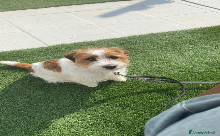 Jack Russell cani - Annuncio 10