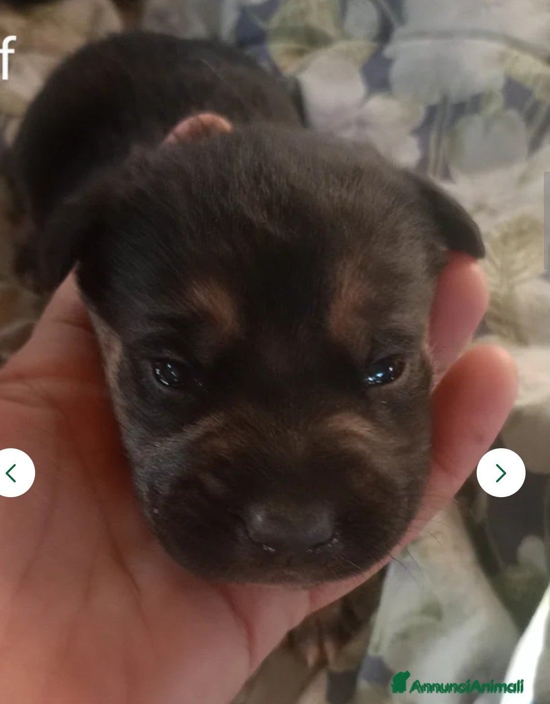 Pastore Tedesco cani in vendita: splendidi cuccioli pastore tedesco  - Annuncio 2