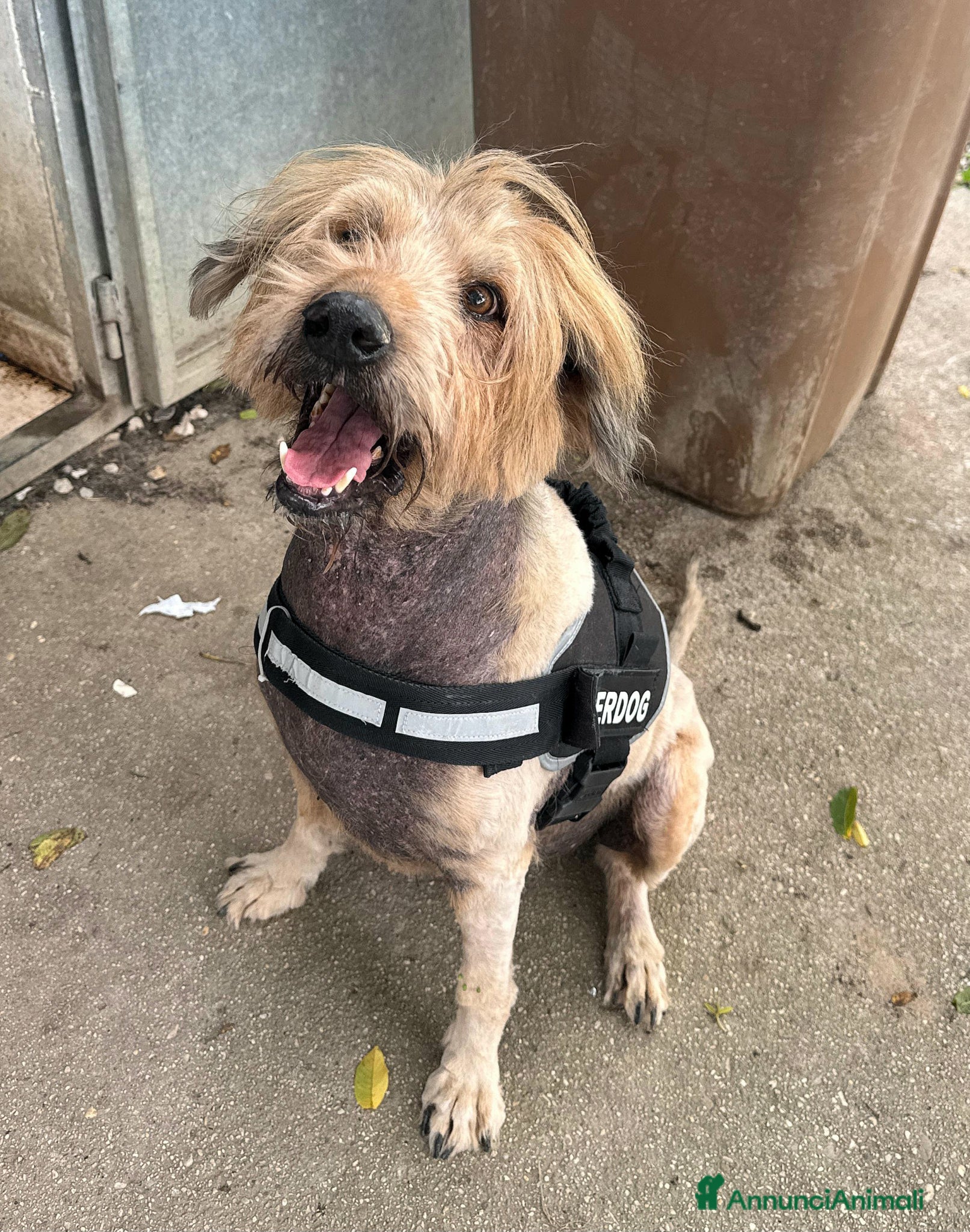 Meticcio cani Manuel 16 anni Taglia media  - Annuncio 21