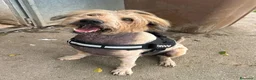 Meticcio cani in regalo: Manuel 16 anni Taglia media  - Annuncio 1