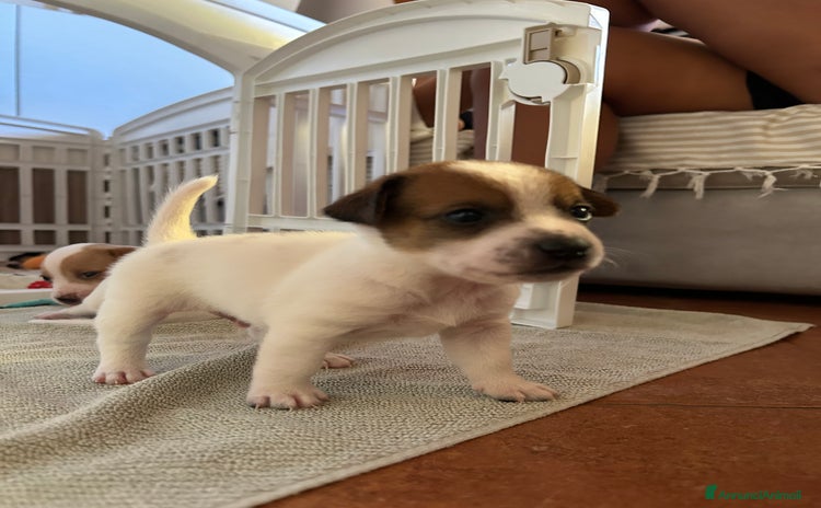 Jack Russell cani a Città metropolitana di Catania - Annuncio 13