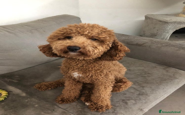 Barboncino Toy cani - Annuncio 1