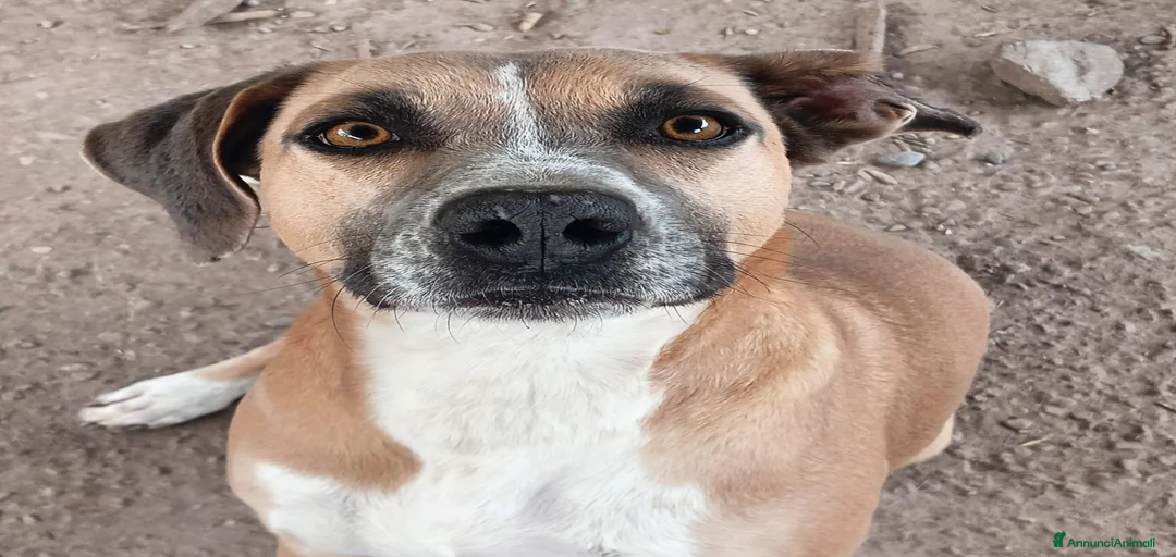 Immagine della galleria {{count}}