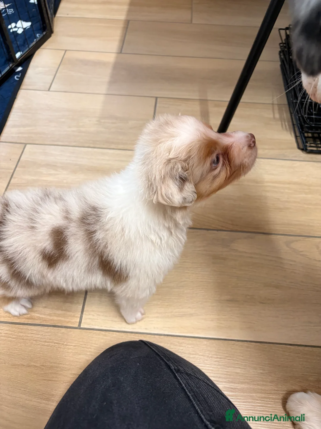 Australian Shepherd cani in vendita: Aussie - Annuncio 5