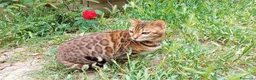 Bengala gatti in vendita: Splendida gattina Bengala  - Annuncio 7