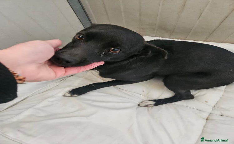 Meticcio cani Carbone: dolce e socievole, taglia piccola  - Annuncio 5