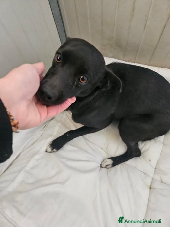 Meticcio cani Carbone: dolce e socievole, taglia piccola - Annuncio 1