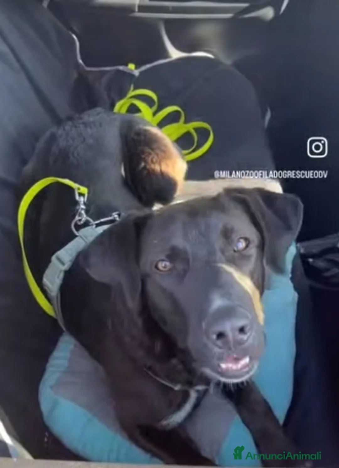 Meticcio cani in regalo: 18mesi tg media nero,in canile.MILANO SOS CASA - Annuncio 4