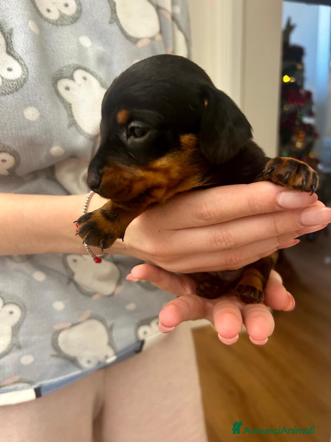 Bassotto cani in vendita: BASSOTTINI - Annuncio 2