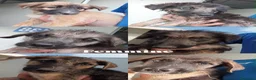 Meticcio gatti in regalo: 22CUCCIOLI !!! AIUTATECI A TROVAR CASA!SICILIA SOS - Annuncio 4