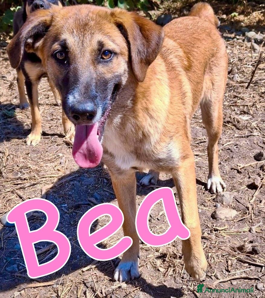 Meticcio cani BEA 🩷 - cucciola affettuosa, delicata e sensibile - Annuncio 3