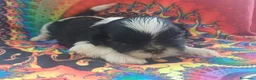 Shih Tzu cani in vendita: Cuccioli shih-tzu shitzu shihtzu con pedigree  - Annuncio 8