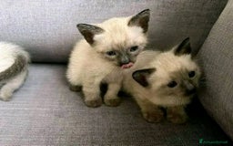 Siamese gatti in regalo: Adozione gattini siamese  a Libero consorzio comunale di Caltanissetta - Immagine 1