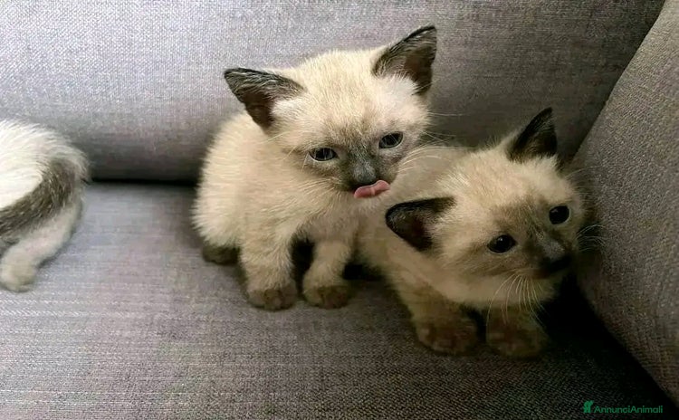 Siamese gatti a Libero consorzio comunale di Caltanissetta - Annuncio 4