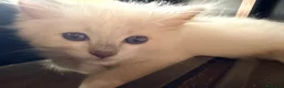 Ragdoll gatti in vendita: Cucciolo ragdoll blue mitted Bleach - Annuncio 4