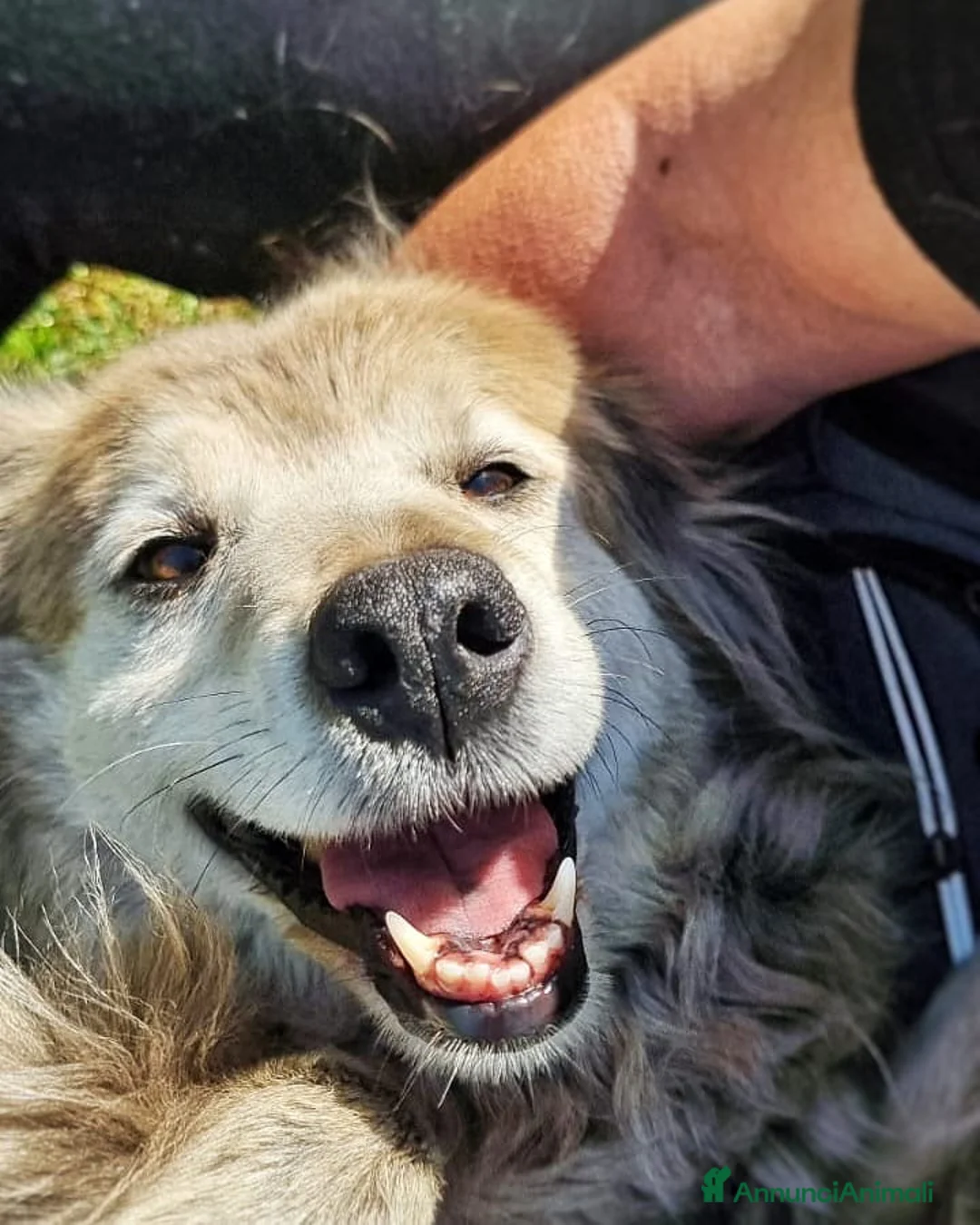 Meticcio cani in regalo: FRISÈ🩷-taglia medio piccola cerca casa.Chiama🙏🏻 - Annuncio 9