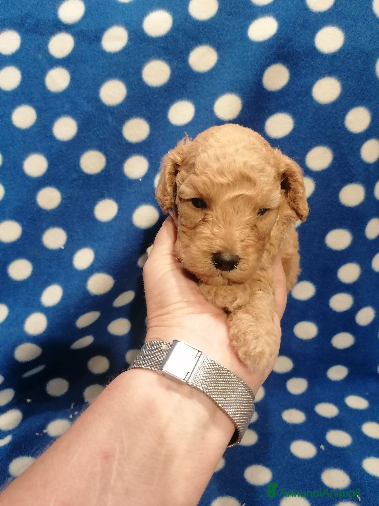 Barboncino cani Barboncini nani cuccioli - Annuncio 23