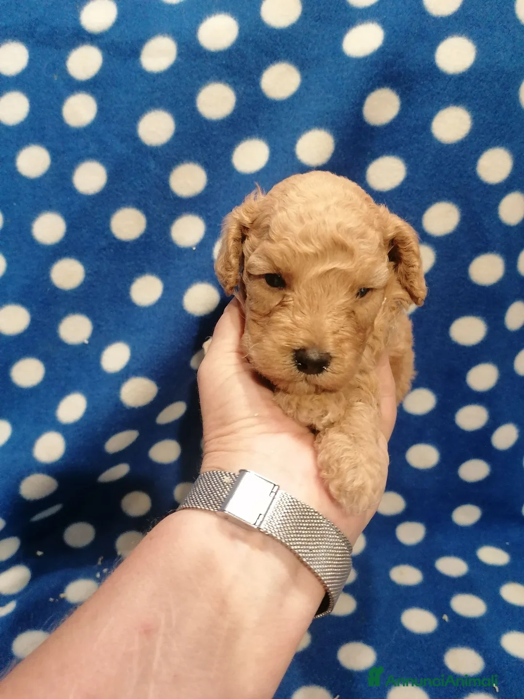 Barboncino cani in vendita: Barboncini nani cuccioli - Annuncio 1