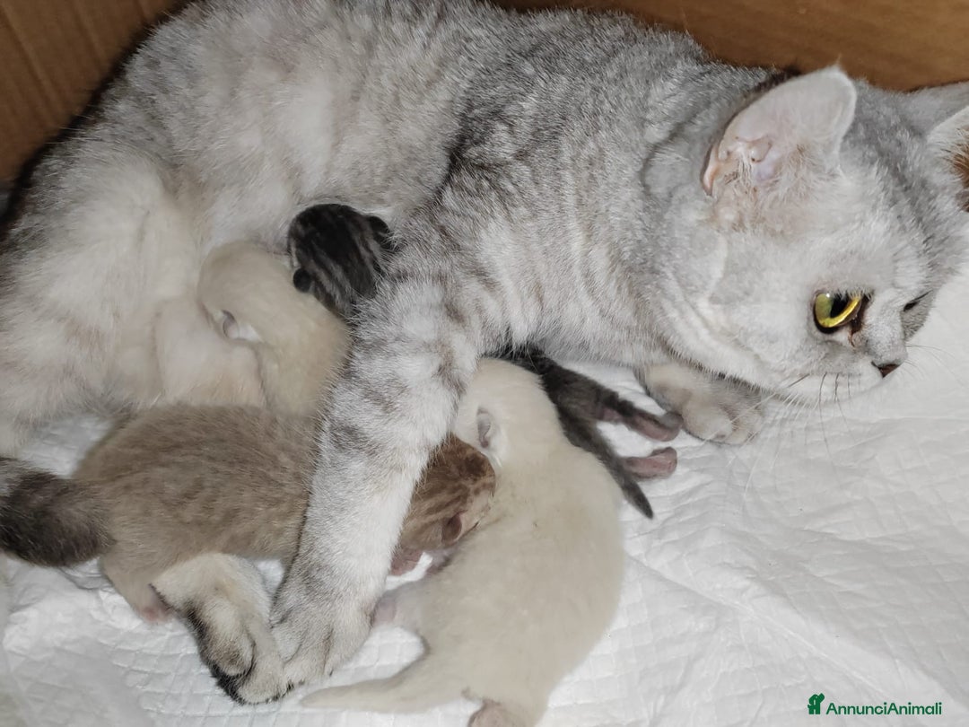 Scottish gatti in vendita: Scottish cucciolo a Città Metropolitana di Torino - Immagine 3