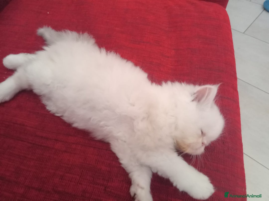 Persiano gatti in vendita: Splendidi cuccioli di gatto Persiano e Shorthair a Città Metropolitana di Cagliari - Immagine 2