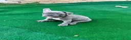 Bulldog Francese cani in vendita: Cuccioli bulldog francese esotici  a Libero consorzio comunale di Siracusa - Annuncio 4
