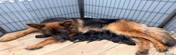 Pastore Tedesco cani in vendita: Pastore tedesco pelo lungo  - Annuncio 8
