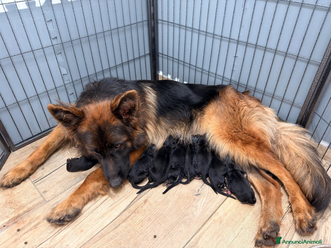 Pastore Tedesco cani in vendita: Pastore tedesco pelo lungo  - Annuncio 8