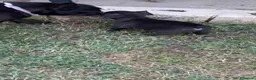 Bulldog Francese cani in vendita: Cucciolo di Bulldog Francese - Annuncio 2
